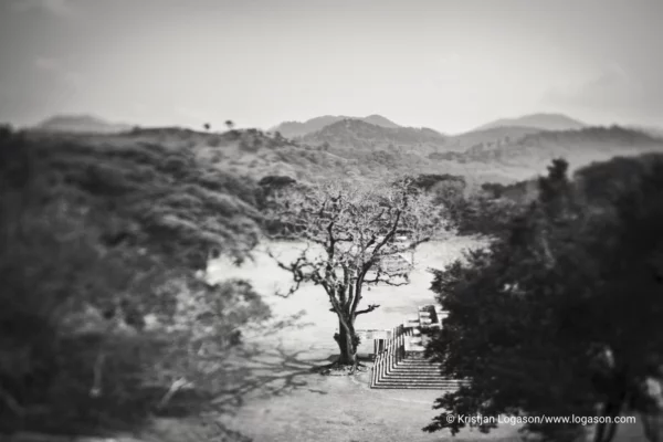 Trees of Copan, Honduras