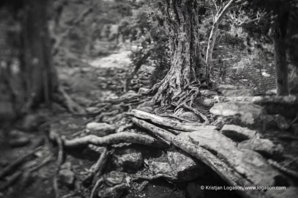 Trees of Copan, Honduras