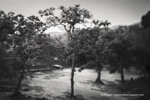 Trees of Copan, Honduras