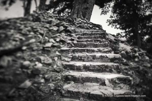 Trees of Copan, Honduras
