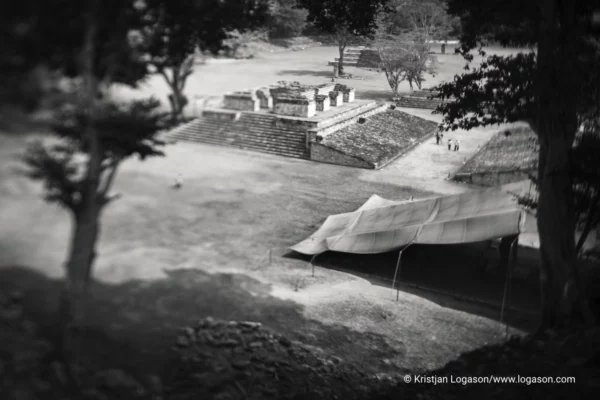 Trees of Copan, Honduras