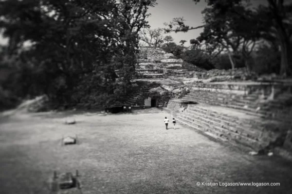 Trees of Copan, Honduras