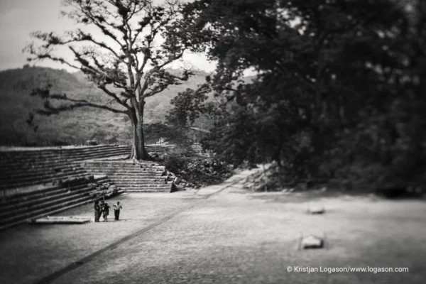 Trees of Copan, Honduras