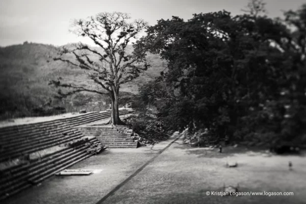 Trees of Copan, Honduras