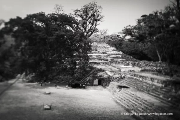 Trees of Copan, Honduras