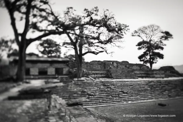 Trees of Copan, Honduras