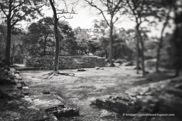 Trees of Copan, Honduras