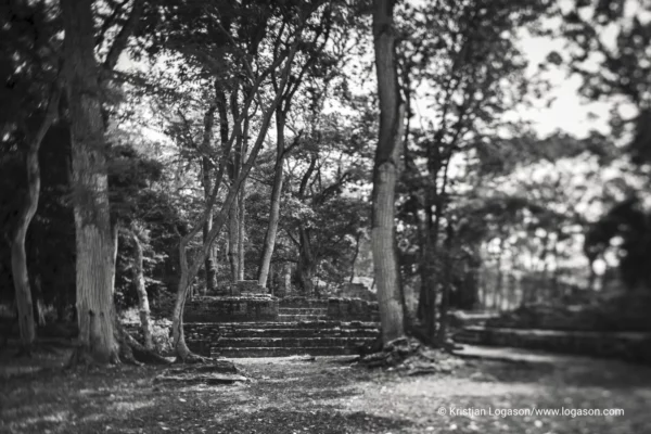Trees of Copan, Honduras