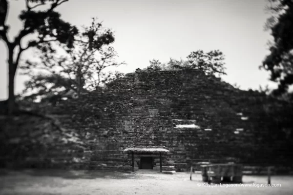 Trees of Copan, Honduras