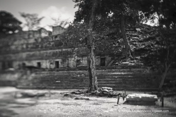 Trees of Copan, Honduras