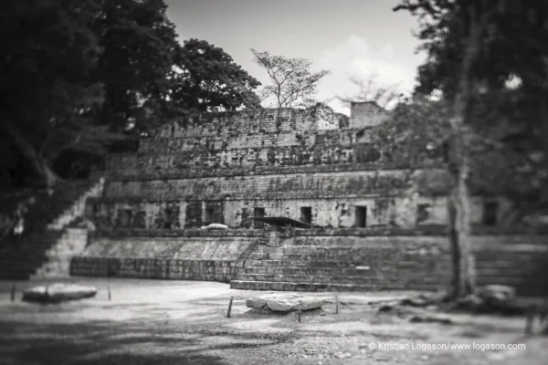 Trees of Copan, Honduras