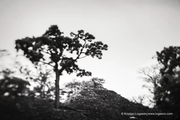 Trees of Copan, Honduras