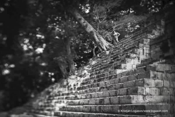 Trees of Copan, Honduras