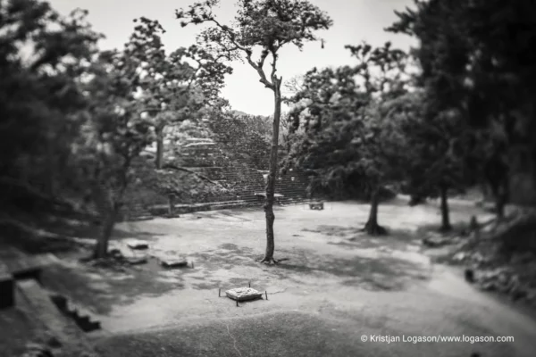 Trees of Copan, Honduras