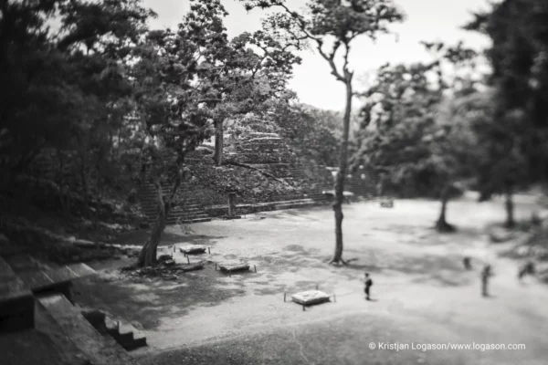 Trees of Copan, Honduras