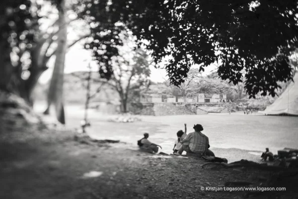 Trees of Copan, Honduras