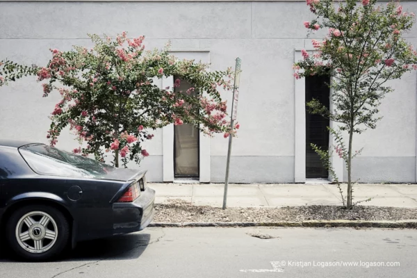 half a car parked in a street in front of tree bushes