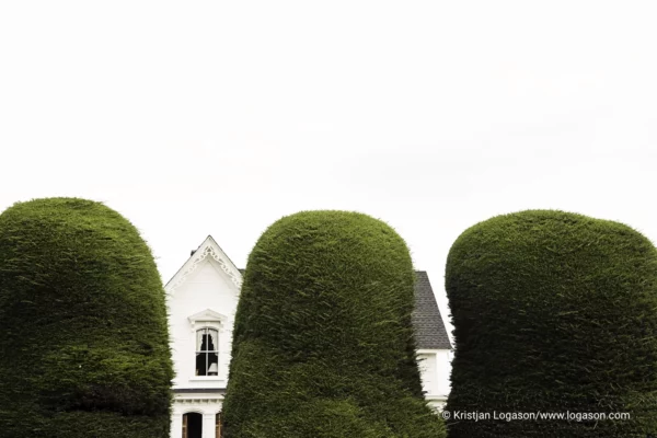 White house peaking through high cone shaped green trees in Ferndale, California