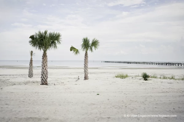 Three Palmtrees on a white sand beach in Florida with a jetty in the background